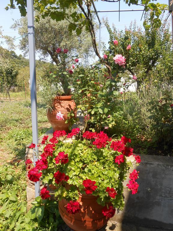 Dafnes Hotel Skopelos Town Exterior foto